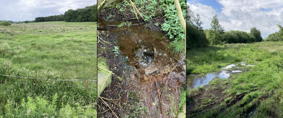 Dekorativt billede fra området